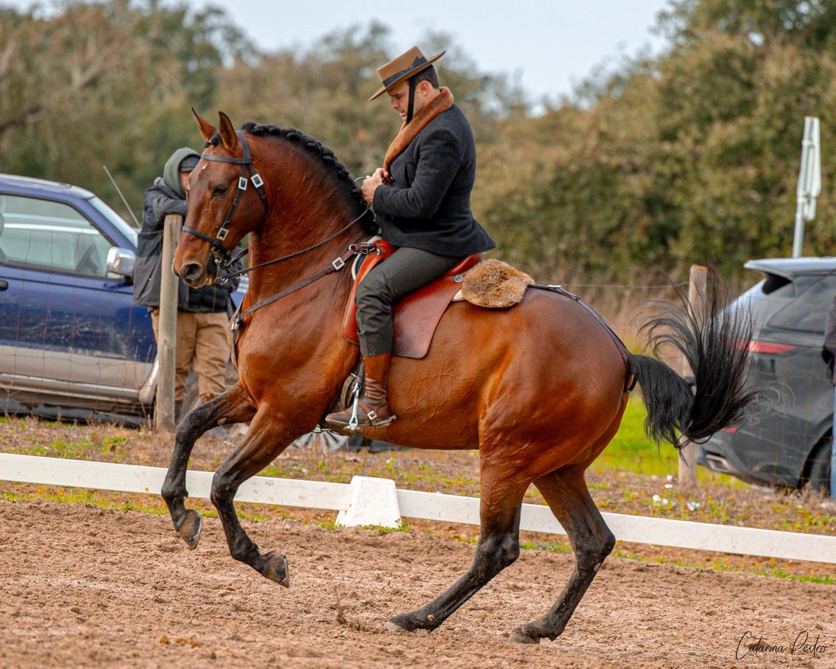 Lusitanus Working Equitation